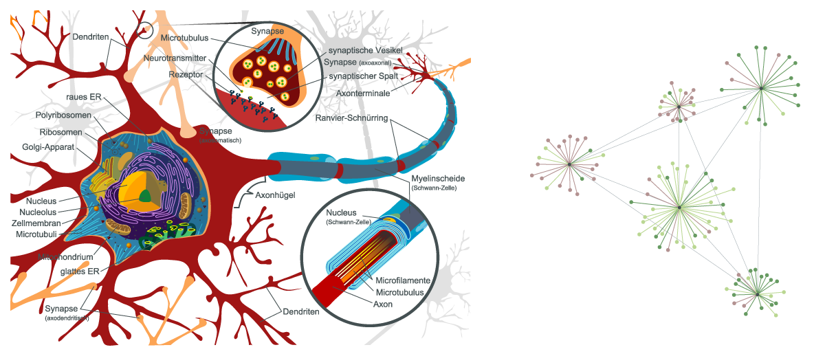 Grafik links: eine Nervenzelle mit Synapsen und rechts ein schematisches neuronales Netzwerk aus vielen verbundenen Knoten.